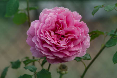 Pink rose bush in english garden. Rose Princess Alexandra of Kentの素材 [FY310150938489]