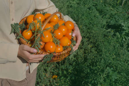 Tomato growers working with harvest in greenhouse. Woman's hands are holding yellow  tomatoes. At one with natureの写真素材