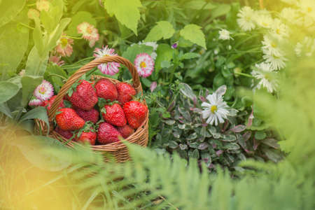 Wild strawberry summer food.  Strawberries growing in a natural environment. Strawberry with leaf and blooming flower close upの写真素材