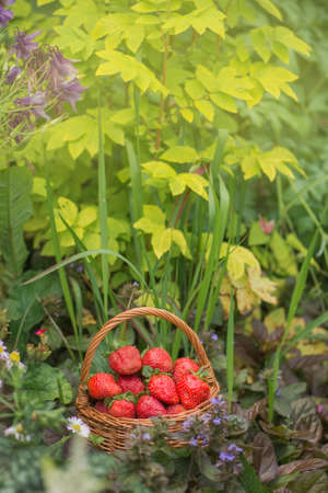 Harvesting strawberries. Basket full of strawberries near strawberry plants in gardenの写真素材