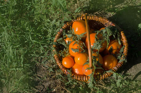 Harvesting tomatoes  in basket. Wicker basket with tomatoes . Freshly picked tomatoes  in a basket on an organic eco friendly farm.の写真素材