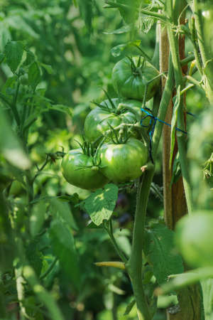 Field with green tomatoes. Unripe tomatoes ready for the harvest. Bio garden with tomatoes plantsの写真素材