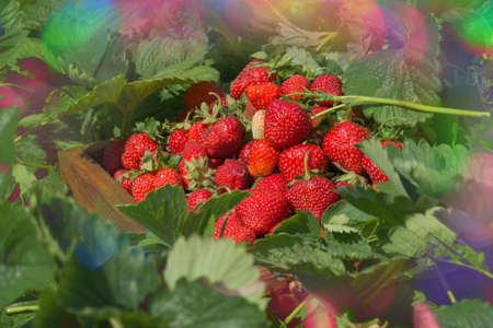 Harvesting fresh strawberries. Wooden box with red strawberries near the bush. Organic ripe...