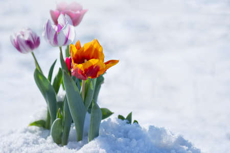 Mixed color tulips under spring snow in april.  Atypical snowfall in springの写真素材