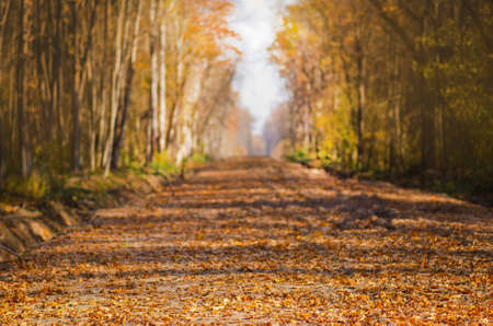 Autumn landscape with colorful fall foliageof trees. Colorful autumn road  in the forest. Road...