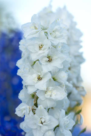Fresh bunch of  natural beautiful flowers on the field. Delphinium white flowers blooming flowers. Delphinium white flowers growth in gardenの写真素材