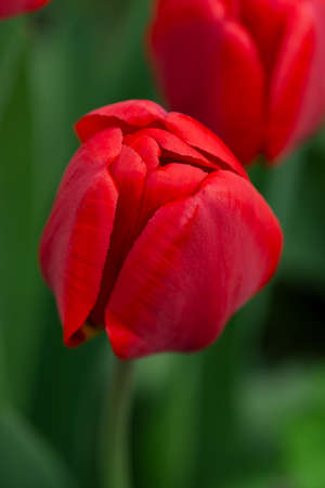Red tulips over garden background. Red colorful tulipの写真素材
