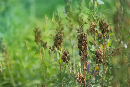 Delphinium dried rapeseeds. Delphinium agriculture concept. Organic planting in field.の写真素材