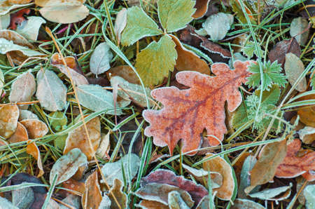 Yellow oak leaves on a ground. Autumn oak leaves  background Autumn oak leafes in autumn. Autumn oak...