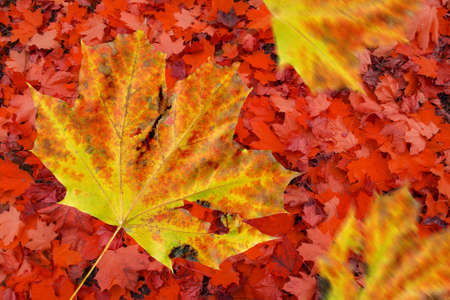 Multicolored maple leaves  in sunny morning light.  Colorful autumn maple leaves background in a...