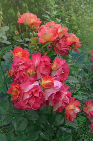 Beautiful red rose. Combining  lemon yellow to red.  Beautiful two tone flower Circus.の写真素材
