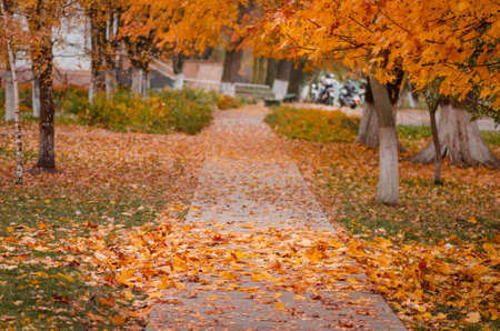 Incredible view on autumn forest. Awesome sunny forest. Beautiful forest landscape at sunriseの写真素材