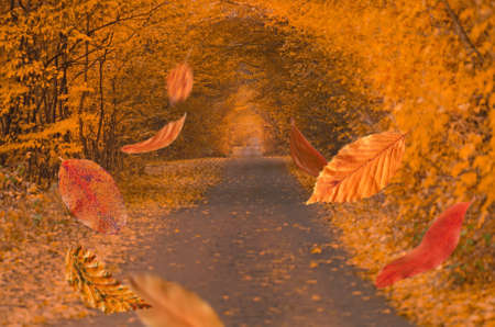 Border frame of autumn leaves falling on landscape background. Frame from colorful autumn leaves in...