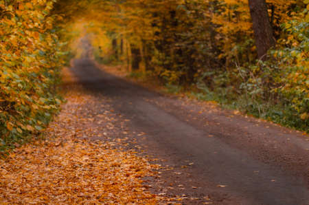 Autumn walk with old road in the forest. Autumn landscape with road at sunset. Autumn landscape with...
