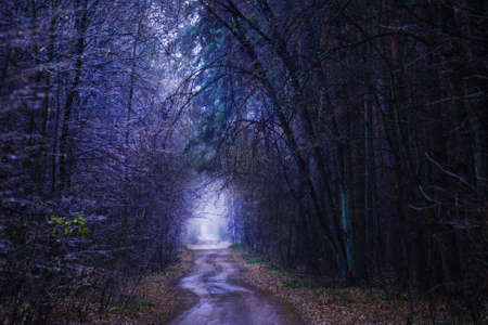 Autumn tunnel through wooded countryside. Amazing autumn tunnel path trough a colorful forestの写真素材