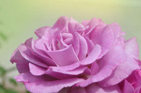 Purple lavender roses flowers plant growing in garden. Love Song blooming flowers.の写真素材