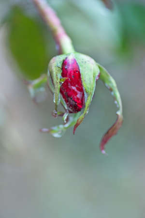 Rose in the snow. Bright rose in icy. Red rose and frozen leafsの写真素材