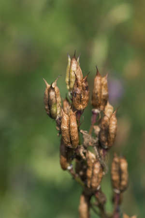 Delphinium agriculture concept. Delphinium dried rapeseeds. Plant is cultivated and grown for...