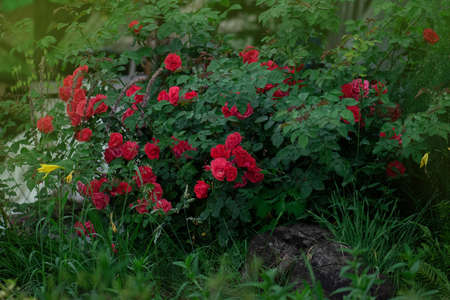 Red colorful roses in full blooming. Beauty roses flowers