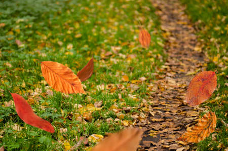 Falling autumn foliage on forest road. Autumn leaves falling to the ground. Autumn leaves falling...