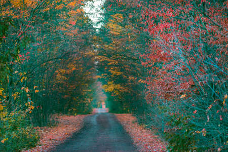 Strange misty forest in autumn. Nature misty landscape. The road passing through mystical atmosphere...