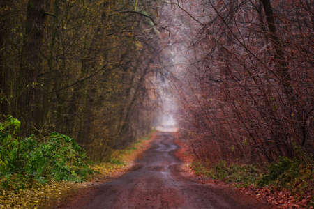 Autumn horizontal background. Autumn horizontal beautiful landscape with empty rural road. Beatufil...