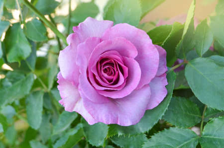 Purple lavender roses flowers in garden. Amethyst rose blooming.の写真素材