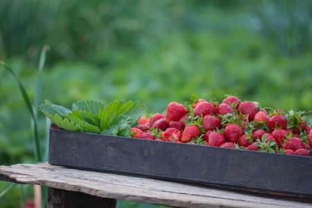 Red strawberries in a wooden crate. Strawberry farm box in the garden. Boxes of strawberriesの写真素材