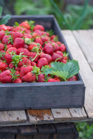 Fresh strawberries in basket. Freshly picked strawberry in wooden box. Wooden berry crate with fresh strawberriesの写真素材
