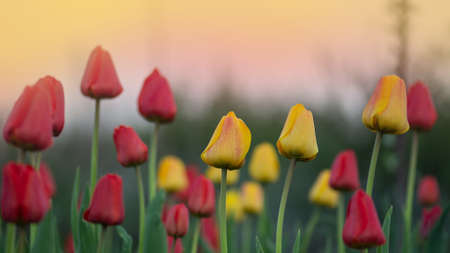 Mix color tulip flower. Mix of tulips flowers in garden. Mixed color tulips. Mix of spring tulips flowersの写真素材