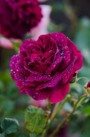 Purple rose on the branch in the garden. Munstead Wood roses in garden. English Rose Munstead Woodの写真素材