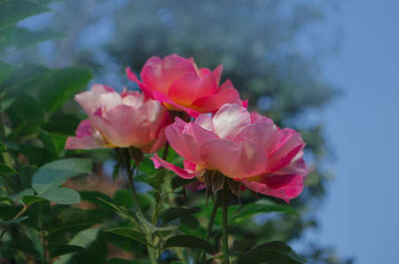 Beautiful red rose. Combining lemon yellow to red. Beautiful two tone flower rose Shanti.の写真素材