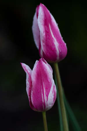 Purple tulip flower. Field with purple tulips. Purple double peony tulipの写真素材
