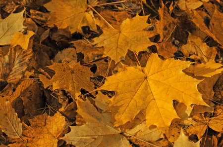 Multicolored maple leaves. Orange, yellow red maple leaves autumn background. Autumn colorful leaves