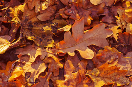 Yellow, brown, orange dried oak leaves. Oak orange leaves in the forest. Autumn oak leafes in...