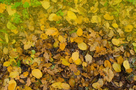 Fall foliage sunny autumn background. Colorful beautiful autumn leaves texture. Colorful foliage in...