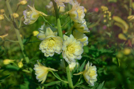Delphinium flowers plant with green leaves in the garden. Bio garden with delphinium flowers plants....