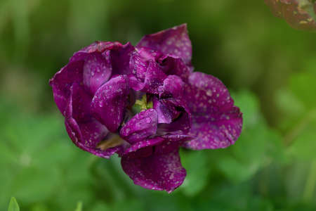 Violet double colorful beautiful tulip. Purple tulip like peony. Tulips growing in decorative...