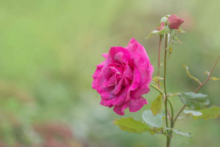Purple lavender roses in the garden. Blooming lavender roses Blue Moon on the bush in rose gardenの写真素材