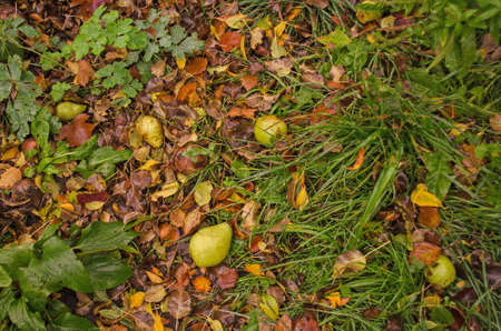 Autumn Thanksgiving background. Fall foliage sunny autumn background on grass in sunny morning light