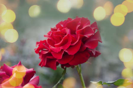 Red rose flower background. Red roses on a bush in a garden. Red rose flower. Red rose black magicの写真素材