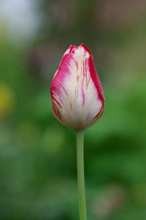 Dual colored red white tulip. White with red stripe on petal tulip. White tulip flower with pink stripesの写真素材