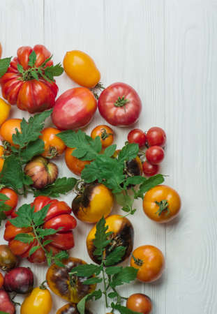 Tomatoes on wooden background. Different colorful tomatoes on wooden background. Organic green, red, yellow, orange tomatoes.の写真素材