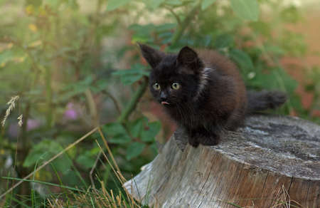 Gray fluffy cat in flower bed. Cute amazing kitten. Portrait of cute pretty kitten.