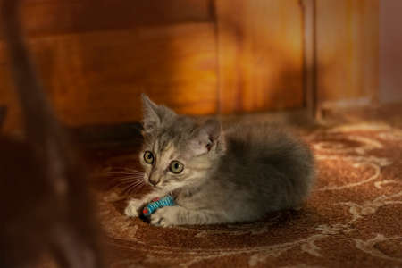 Beautiful kittens plays with a mouse toy. Baby pussy kittens playing