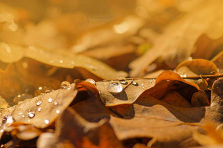 Yellow, brown, orange dried oak leaves. Oak orange leaves in the forestの写真素材