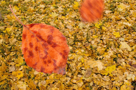 Colorful fallen autumn leaves. Autumn leaves background. Autumn colorful leaves. Fall leaves backgroundの写真素材