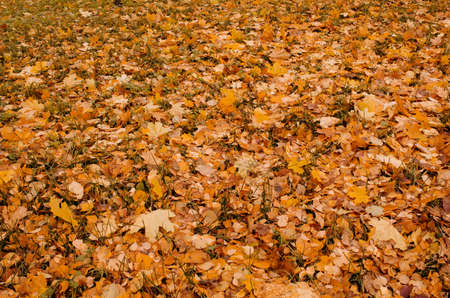 Seasonal colorful autumn texture. Yellow maple leaves background.