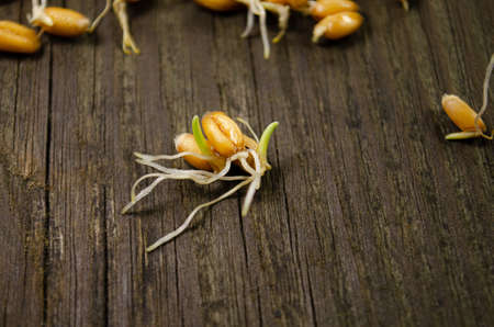 Sprouted wheat fresh seeds on wooden boardの写真素材