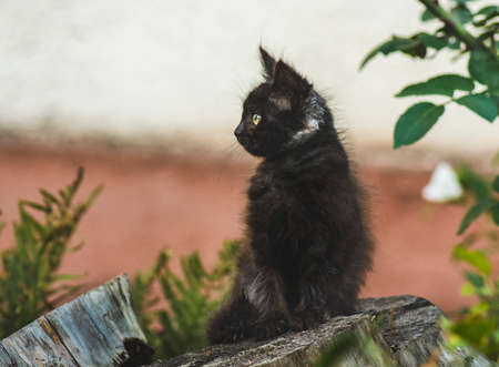 Portrait of cute pretty kitten. Playful cute kitten. Cat in the meadowの写真素材